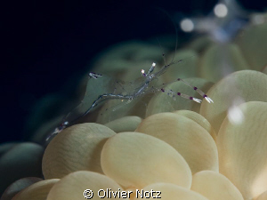 very nervous small shrimp by Olivier Notz 